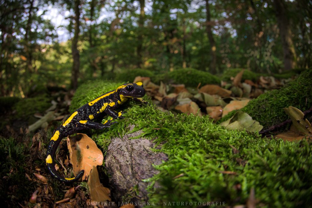 Ruhiger Feuersalamander mit dem Tokina 10-17 mm 3.5-4.5 AT-X AF DX