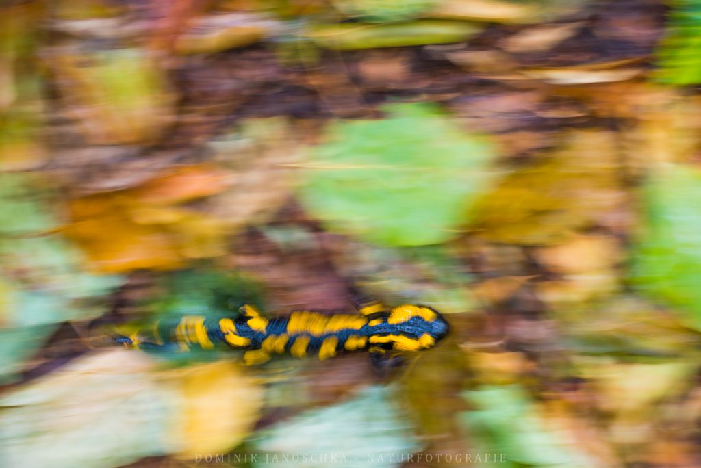 Quirliger Feuersalamander mit dem Nikon AF-S 70-200 f4 VR