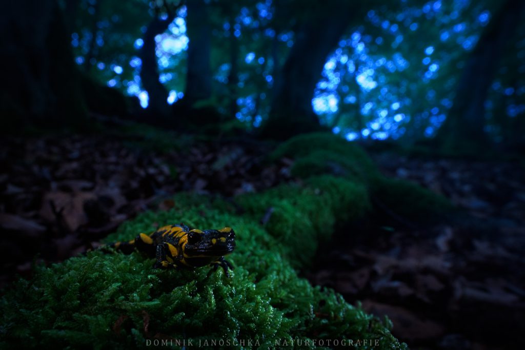 Feuersalamander bei Dämmerung mit dem Nikon AF-S 20mm f1.8