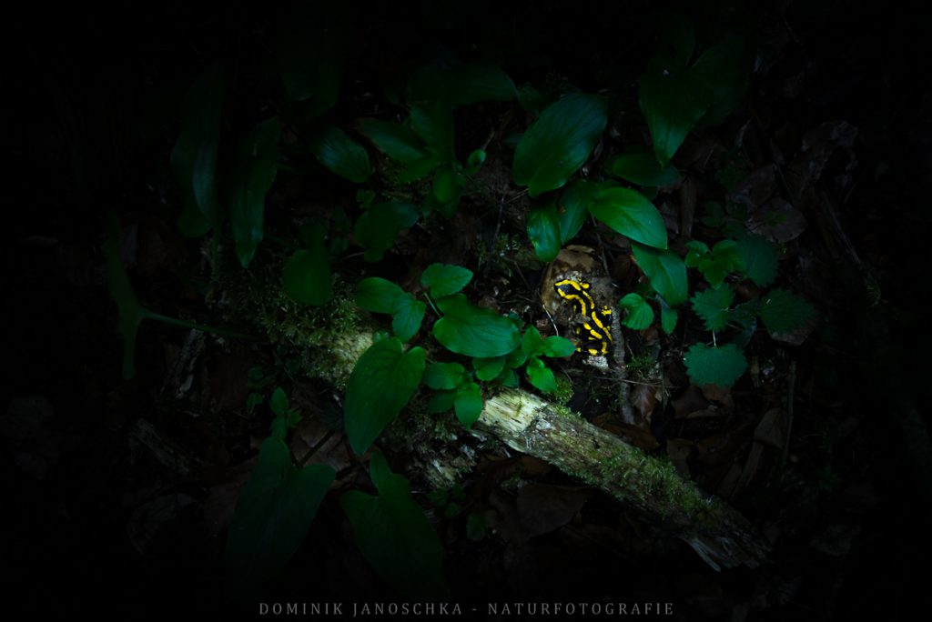 Feuersalamander auf seinem nächtlichen Streifzug mit dem Nikon D800 + Nikon AF-S 18-35mm 3.5-4.5