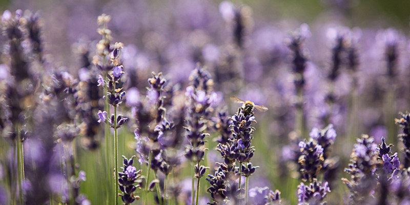 Blende und Tiefenschärfe Lavendel - Beitragsbild