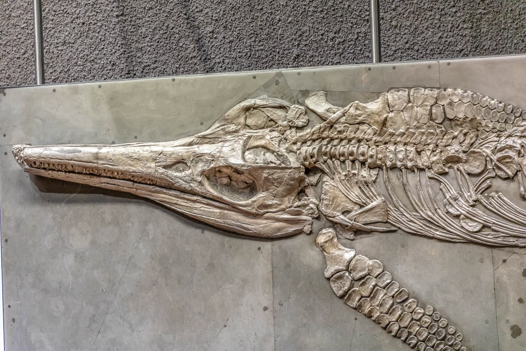 Canon 5D mk iv Beispielfoto Fossil