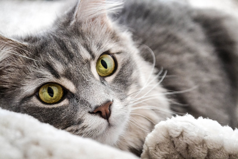 Haustierfotografie Katze