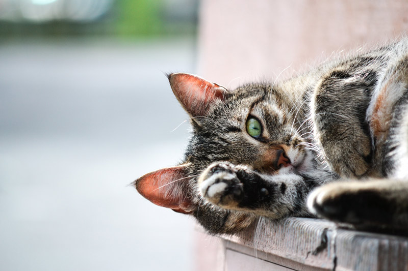 Katzenfotografie