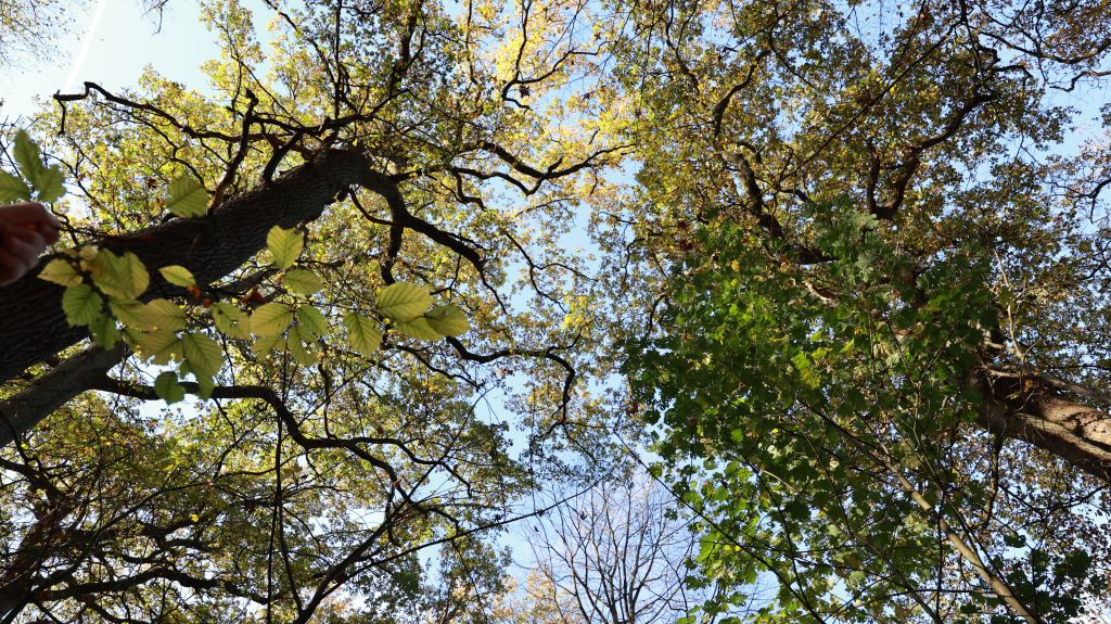 Nikon Z 14-24mm Naturfotografie