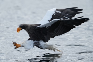 Sony A1 - Vogelautofokus Beispielbild