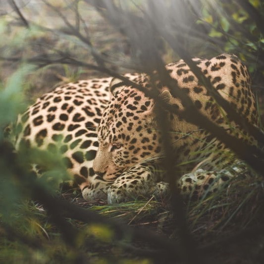 Leopard im Dickicht