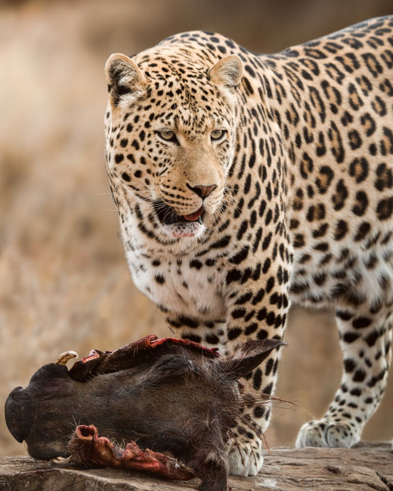 Leopard mit Beute