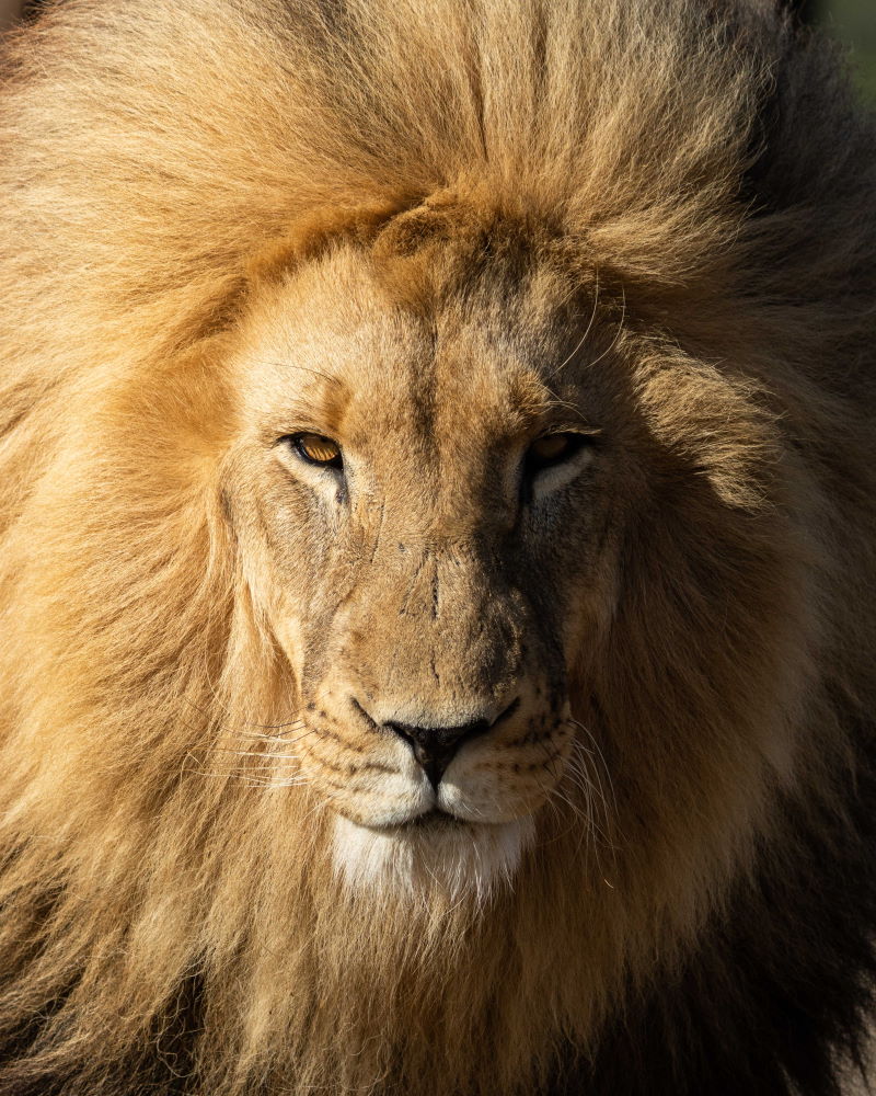 Löwe Nahaufnahme Portrait