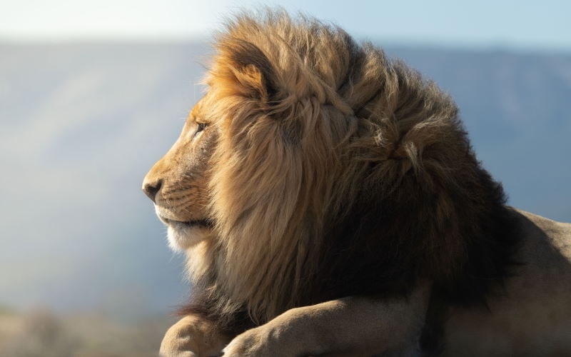 Löwe Profil