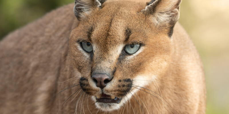 Sony A7RIV Wildlife Fotografie