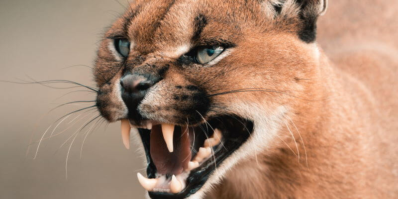 Sony A7RIV Wildlife Fotografie Titel