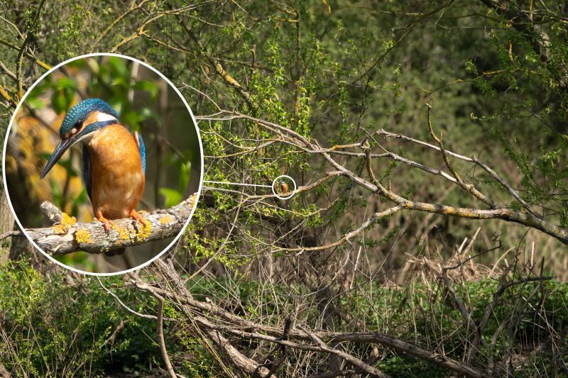 Bildausschnitt Wildlifefotografie