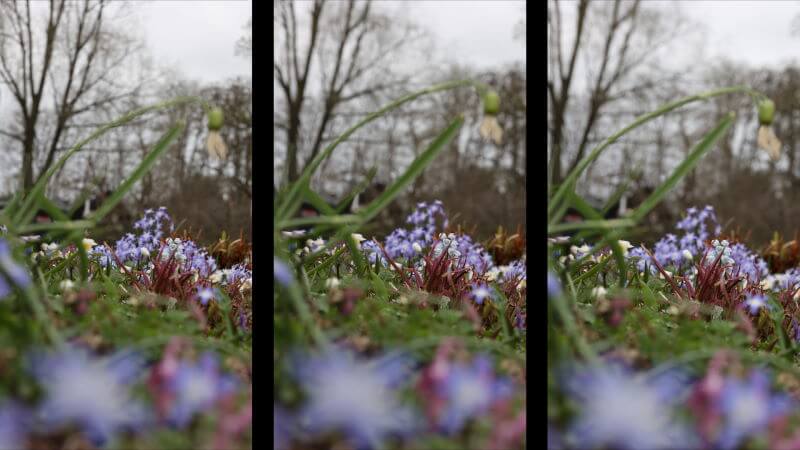 Canon 100mm Macro Blumen