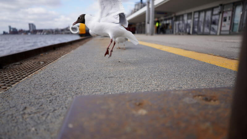 24mm Möwe im Flug