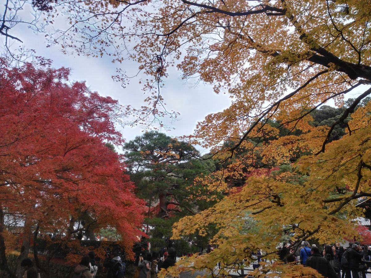 Japonia