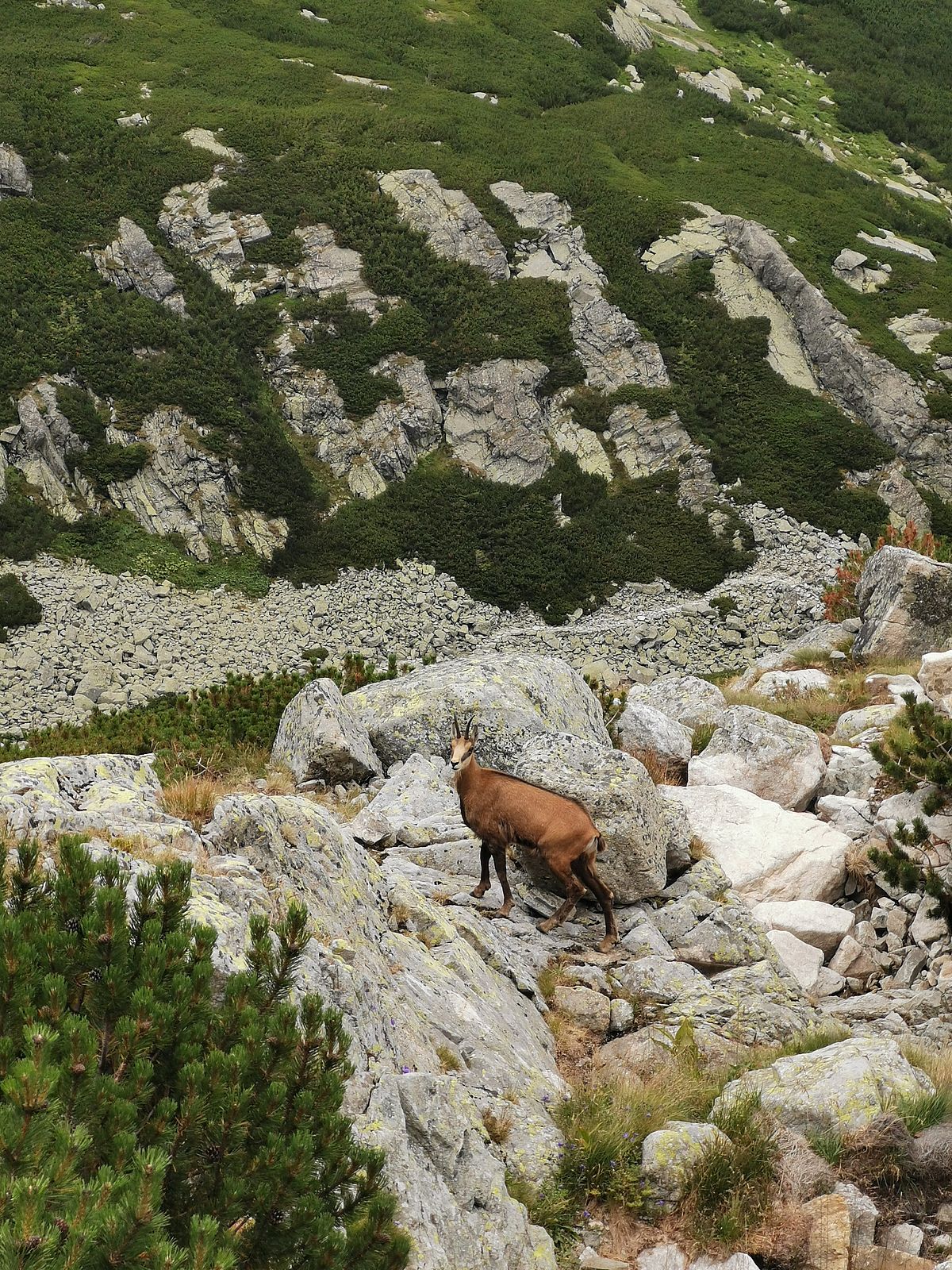 Tatry