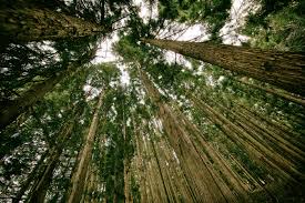 hoge bomen vangen veel wind