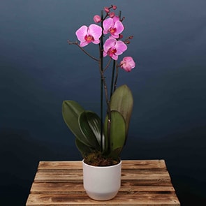 potted orchid plant