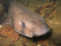 Dog fish near Stallion Rock