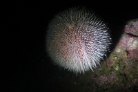 Sea Urchin