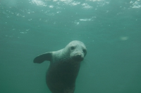 Seal playing with divers