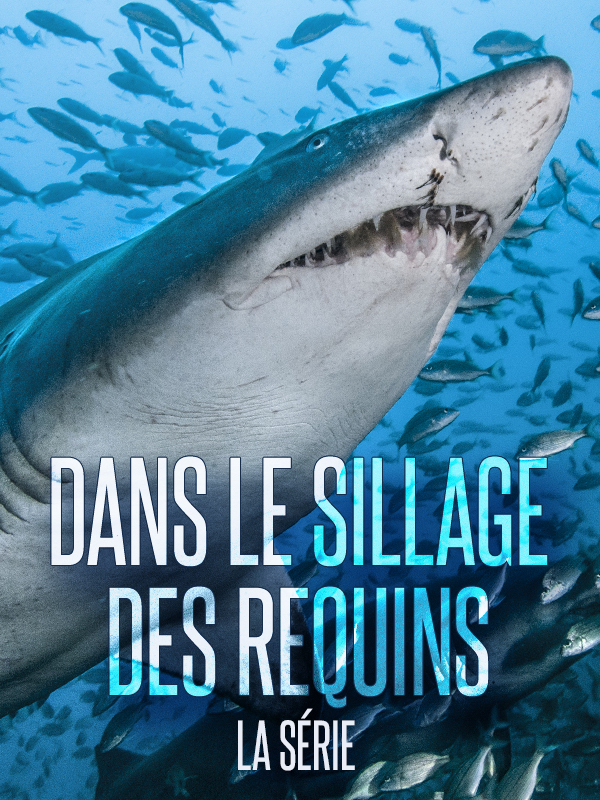 dans le sillage des requins dans le sillage des requins