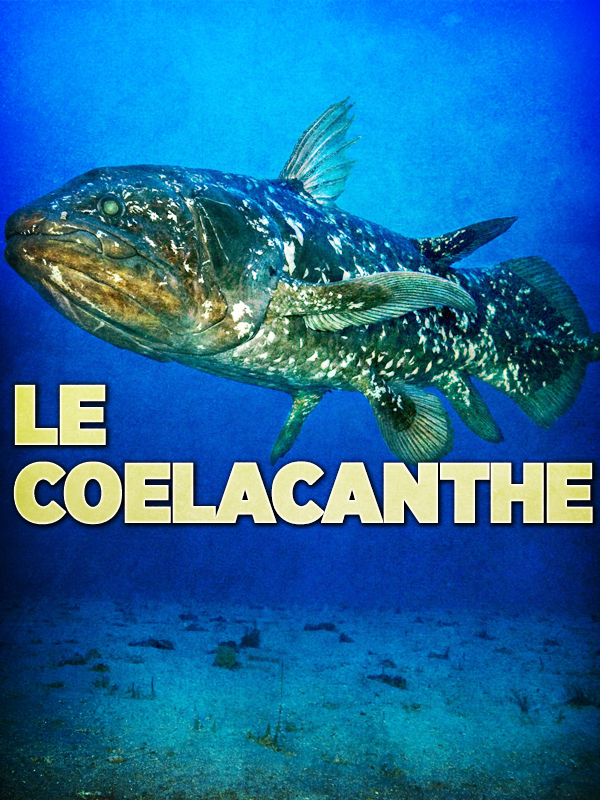 Étudier les mœurs des cœlacanthes