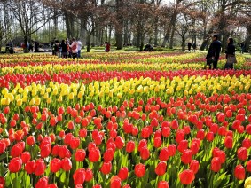 Dagtocht Keukenhof Dagtocht Keukenhof