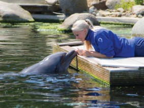 Schoolreis Dolfinarium (basisschool) Schoolreis Dolfinarium (basisschool)