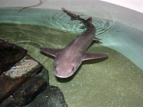 Schoolreis Dolfinarium (basisschool) Schoolreis Dolfinarium (basisschool)