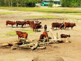 Groepsreis Safaripark Beekse Bergen