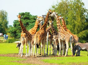 Groepsreis Safaripark Beekse Bergen