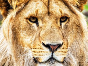 Groepsreis Safaripark Beekse Bergen Groepsreis Safaripark Beekse Bergen