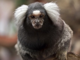 Dagtocht Tropical Zoo Dagtocht Tropical Zoo