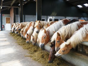 Dagtocht Kersen onder Glas & Paardenmelk Dagtocht Kersen onder Glas & Paardenmelk