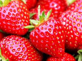 Dagtocht Liefde voor Aardbeien Dagtocht Liefde voor Aardbeien