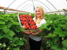 Dagtocht Liefde voor Aardbeien Dagtocht Liefde voor Aardbeien