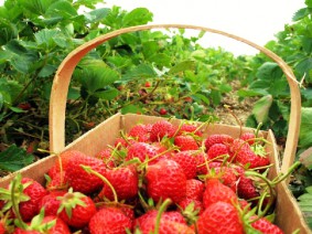 Dagtocht Liefde voor Aardbeien Dagtocht Liefde voor Aardbeien
