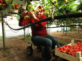Dagtocht Liefde voor Aardbeien Dagtocht Liefde voor Aardbeien