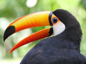 Schoolreis Avifauna Schoolreis Avifauna