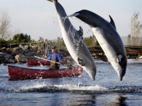 Schoolreis Dolfinarium (voortgezet onderwijs, MBO of HBO) Schoolreis Dolfinarium (voortgezet onderwijs, MBO of HBO)