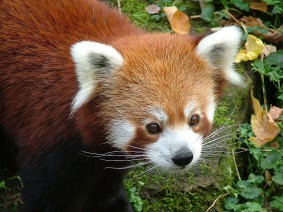 Schoolreis ZOO Antwerpen Hoger onderwijs Schoolreis ZOO Antwerpen Hoger onderwijs