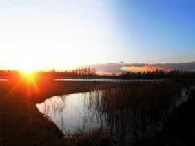 Dagtocht Biesbosch, vogels en verzetstrijders Dagtocht Biesbosch, vogels en verzetstrijders