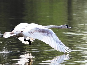 Dagtocht Biesbosch, vogels en verzetstrijders Dagtocht Biesbosch, vogels en verzetstrijders