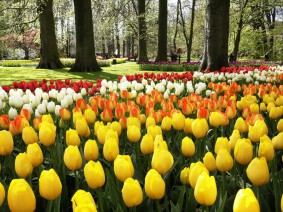 Dagtocht Delft en keukenhof Dagtocht Delft en keukenhof