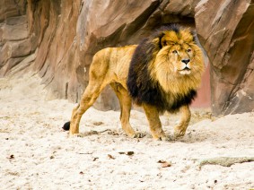Schoolreis ZOO Antwerpen Hoger onderwijs Schoolreis ZOO Antwerpen Hoger onderwijs
