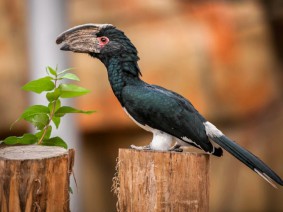 Schoolreis ZOO Antwerpen Hoger onderwijs Schoolreis ZOO Antwerpen Hoger onderwijs