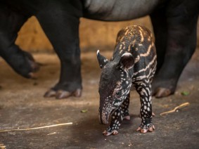 Schoolreis ZOO Antwerpen Hoger onderwijs Schoolreis ZOO Antwerpen Hoger onderwijs