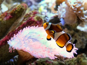 Dagtocht Zee aquarium en Schoorl Dagtocht Zee aquarium en Schoorl